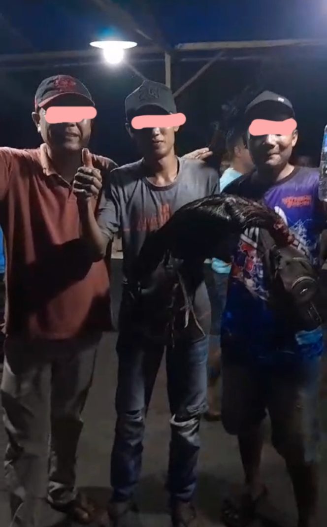 
 Judi Sabung Ayam Terus Beraktivitas Di Sungkai,  Bandarnya Kebal Hukum