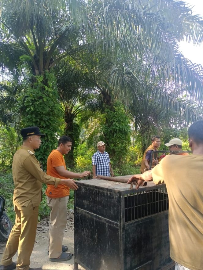 
 Sikapi Aduan Warga Soal Beruang Liar, Camat Sentajo Raya Hadirkan BKSDA